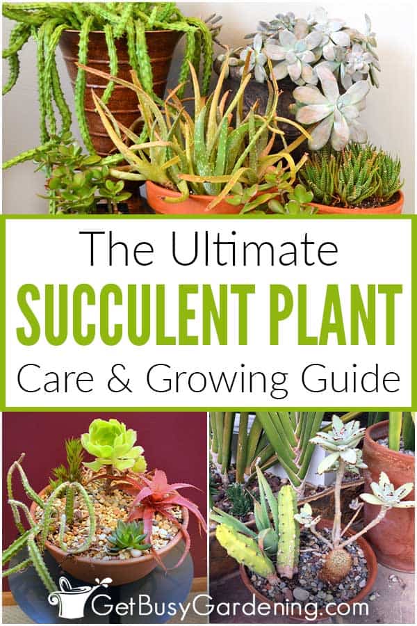  Coidado e coidado das plantas suculentas; Guía definitiva de cultivo