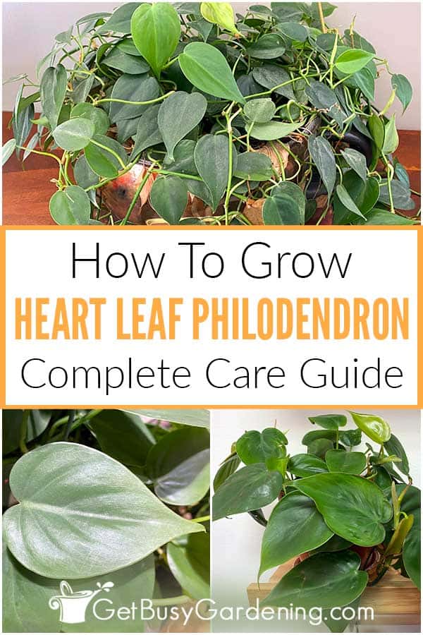  Como Cuidar do Philodendro Folha de Coração (Philodendron hederaceum)