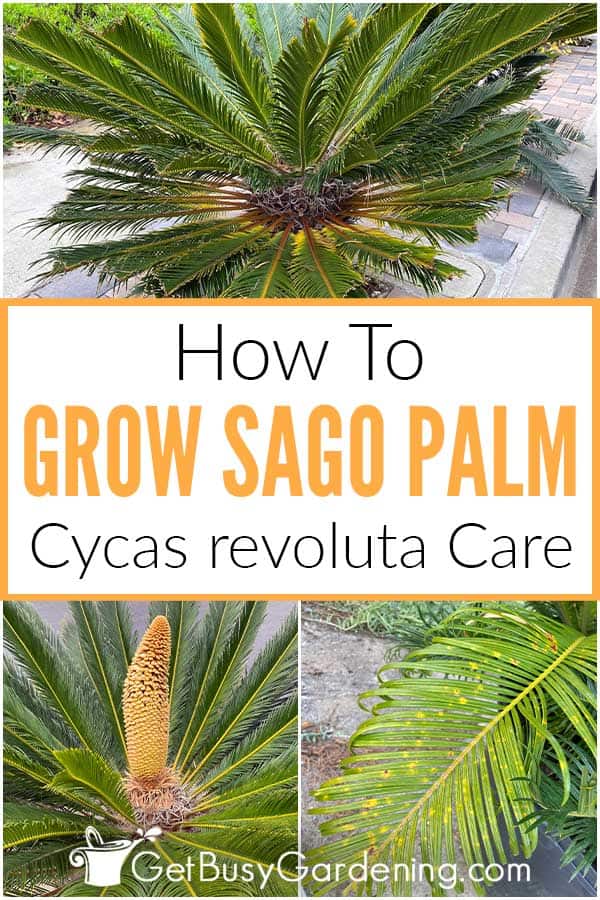  Πώς να φροντίσετε τα φοινικόδεντρα Sago (Cycas revoluta)