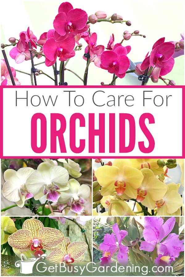  Orkide Bitkisinin Bakımı Nasıl Yapılır?