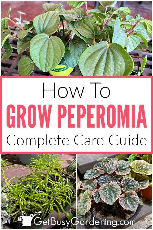  كيفية العناية بنباتات Peperomia
