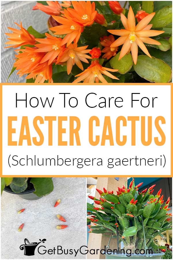  Como coidar unha planta de cactus de Pascua (Schlumbergera gaertneri)