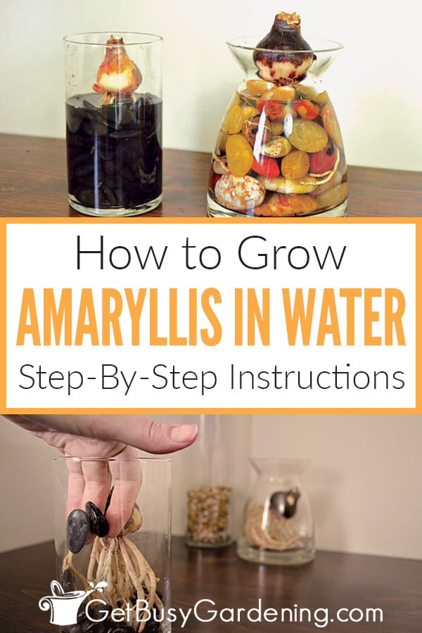  Como cultivar Amaryllis en auga