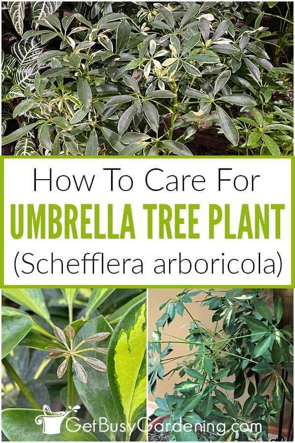  Miten hoitaa Sateenvarjopuu Kasvi (Schefflera arboricola)