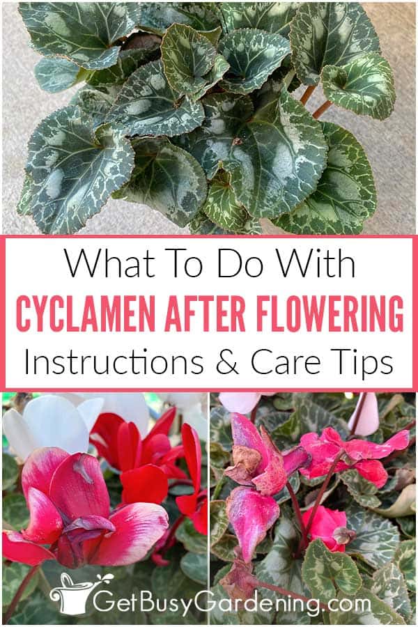  Làm gì với Cyclamen sau khi ra hoa
