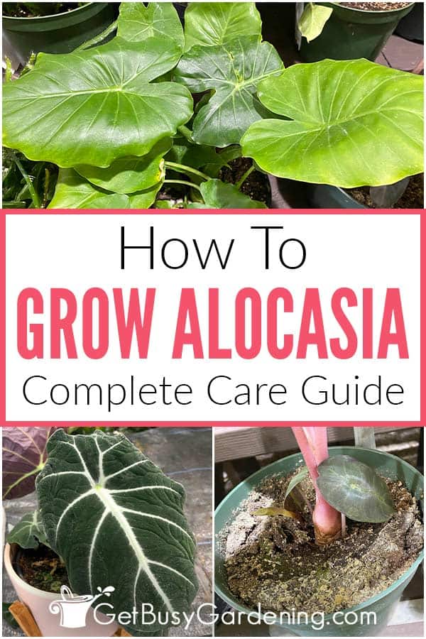  Sådan passer du Alocasia-planter