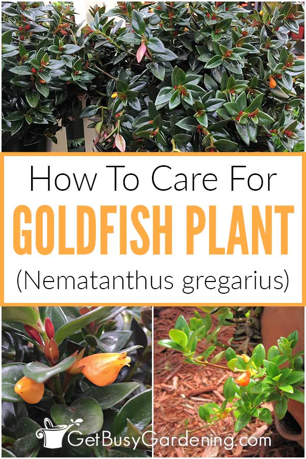  Paano Pangalagaan ang Halamang Goldfish (Nematanthus gregarius)