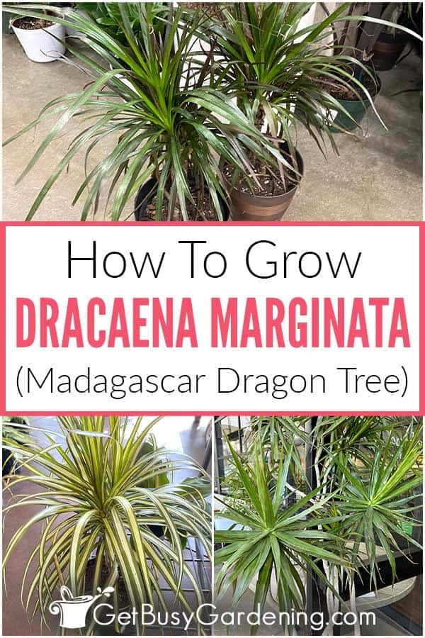  Как да се грижим за Dracaena marginata (Мадагаскарско драконово дърво)