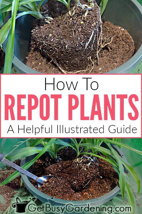  植物を植え替える方法：役立つ図解ガイド
