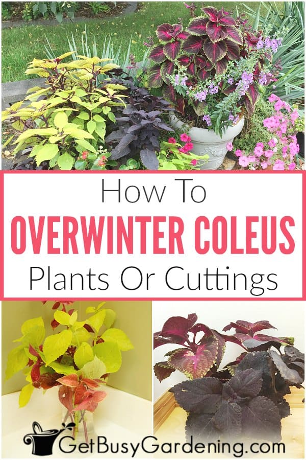  Como invernar plantas de Coleus no interior