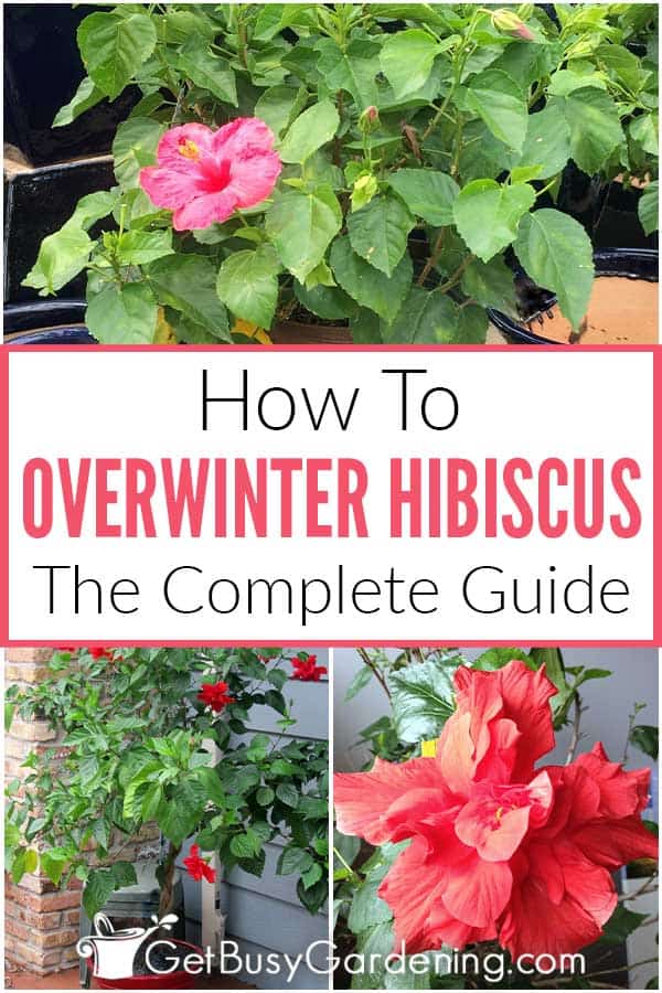  घर के अंदर उष्णकटिबंधीय हिबिस्कस पौधों को सर्दियों में कैसे मनाएं