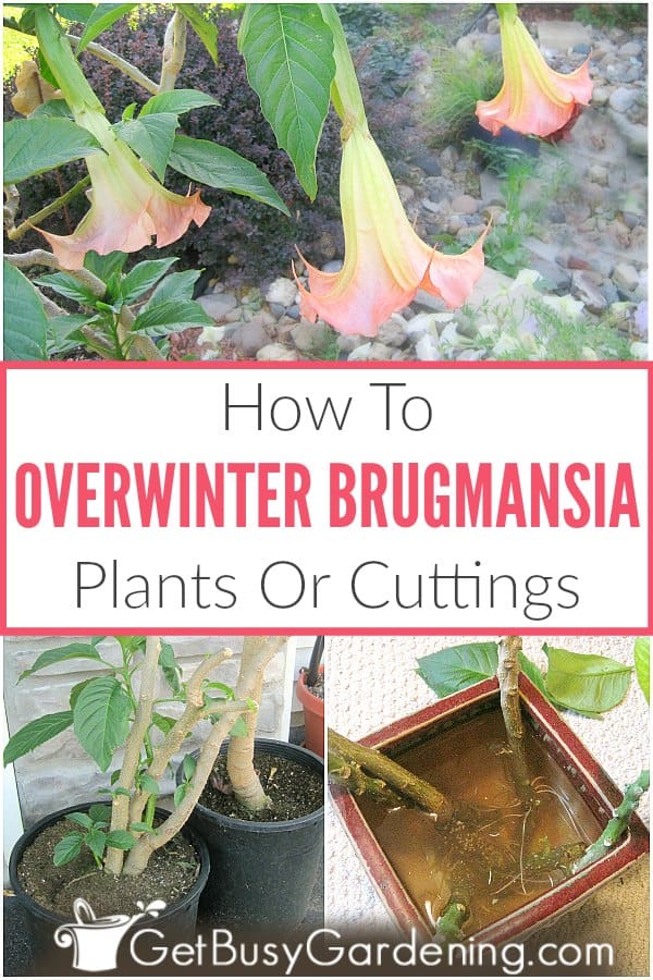  Cómo invernar plantas de Brugmansia (trompeta del ángel) en interiores