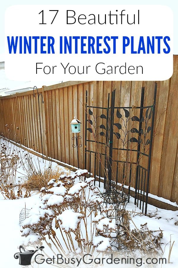  17 plantas de interese invernal para o teu xardín
