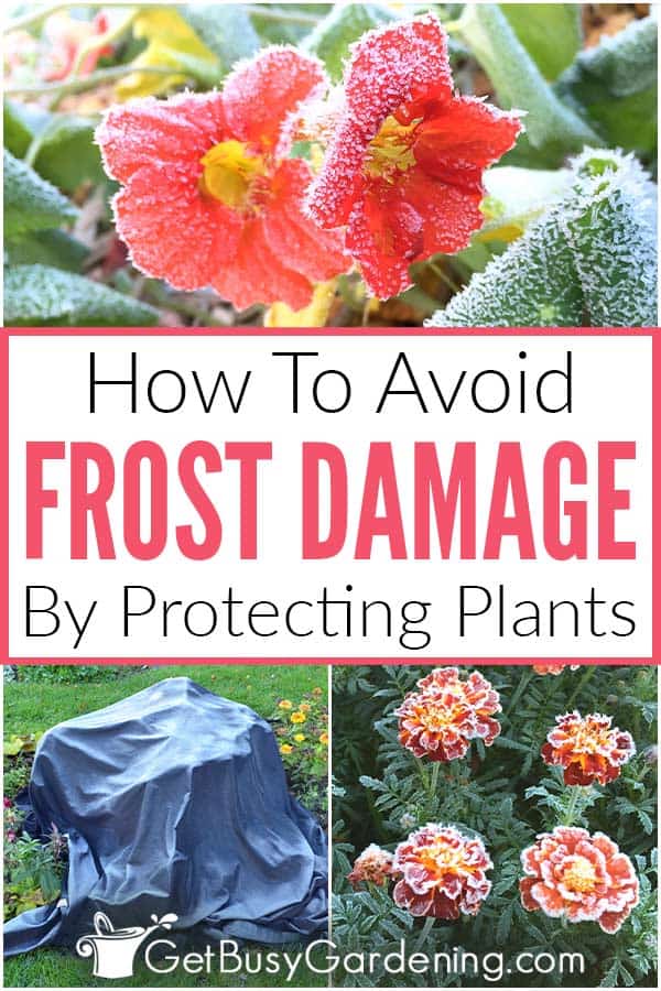  Como proteger as plantas dos danos causados pela geada