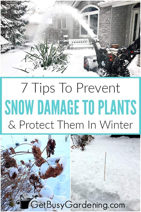  7 wenke om plante teen sneeuskade te beskerm