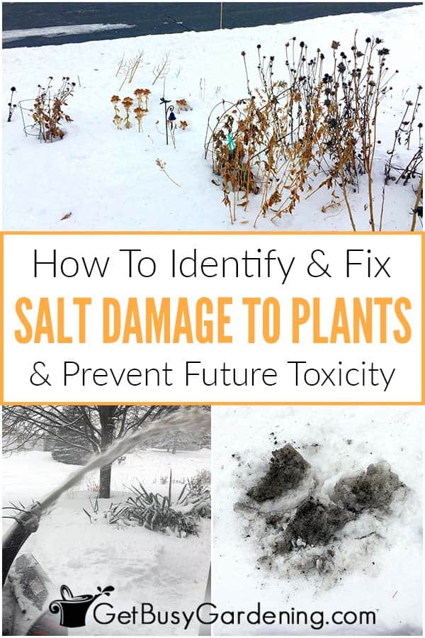  Hvordan forhindre &amp; Reparer saltskader på planter